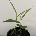 Sales: Gingembre Bio