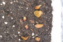 Sales: Bulbies de fleurs de lys ou lilium