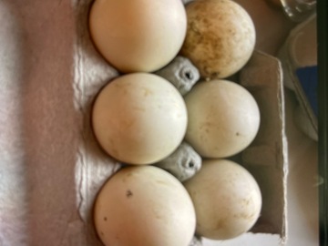 Selling with In-person Payment: Figglet Farm Duck Eggs (Mocksville, NC)