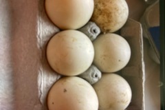 Selling with In-person Payment: Figglet Farm Duck Eggs (Mocksville, NC)