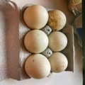 Selling with In-person Payment: Figglet Farm Duck Eggs (Mocksville, NC)