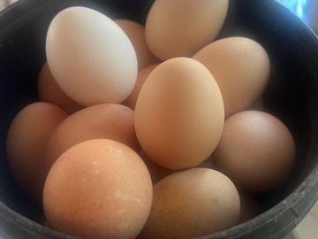 Selling with online payment: Fresh Chicken Eggs (Santa Maria, CA)