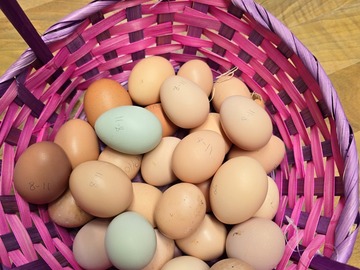 Selling with In-person Payment: Farm fresh chicken eggs, pick up only (Atwood, OK)
