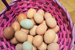 Selling with In-person Payment: Farm fresh chicken eggs, pick up only (Atwood, OK)
