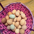 Selling with In-person Payment: Farm fresh chicken eggs, pick up only (Atwood, OK)
