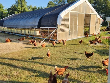 Selling with In-person Payment: Brown chicken eggs washed and ungraded (Trumann, AR)