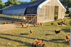 Selling with In-person Payment: Brown chicken eggs washed and ungraded (Trumann, AR)