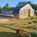 Selling with In-person Payment: Brown chicken eggs washed and ungraded (Trumann, AR)