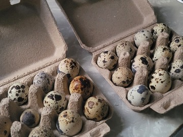 Selling with In-person Payment: Quail eggs (Grand Rapids, MI)