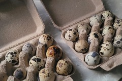 Selling with In-person Payment: Quail eggs (Grand Rapids, MI)