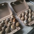 Selling with In-person Payment: Quail eggs (Grand Rapids, MI)