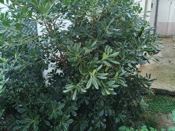 Vente: Pittosporum morbida