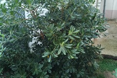 Vente: Pittosporum morbida