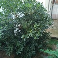 Vente: Pittosporum morbida