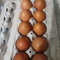 Selling with In-person Payment: Brown free range chicken eggs for sale