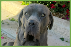  : Taz