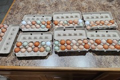Selling with online payment: Farm fresh unwashed clean chicken egg small flock Crown City, Oh 