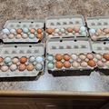 Selling with online payment: Farm fresh unwashed clean chicken egg small flock Crown City, Oh 