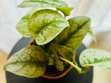 Vente: Scindapsus Pictus Trebie
