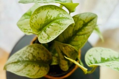Vente: Scindapsus Pictus Trebie
