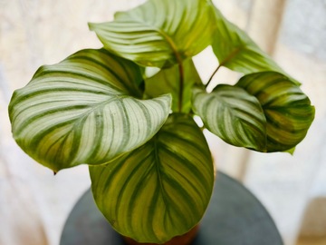Vente: Calathea Orbifolia 