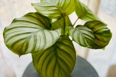 Vente: Calathea Orbifolia 