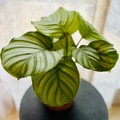 Vente: Calathea Orbifolia 