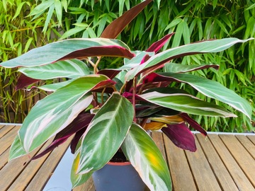 Vente: Stromanthe Sanguinea 'Triostar‘