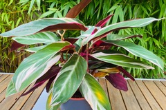 Vente: Stromanthe Sanguinea 'Triostar‘