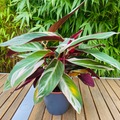 Vente: Stromanthe Sanguinea 'Triostar‘