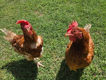 Selling with In-person Payment: Rhode Island Red Free Range eggs  (Wichita, KS)