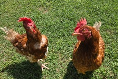 Selling with In-person Payment: Rhode Island Red Free Range eggs  (Wichita, KS)