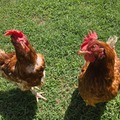 Selling with In-person Payment: Rhode Island Red Free Range eggs  (Wichita, KS)