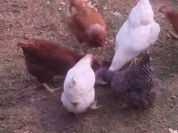Selling with In-person Payment: Eggs for sale