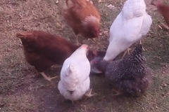 Selling with In-person Payment: Eggs for sale