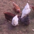 Selling with In-person Payment: Eggs for sale