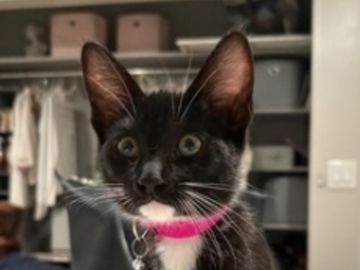   : Norma and Chillona