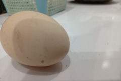 Selling with online payment: Golden buff hen egg for sale 220 each