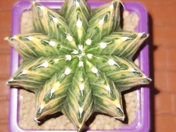 Vente: Magnifiques Cactus Gymnocalycium mohavichii 
