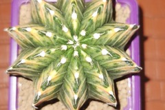 Vente: Magnifiques Cactus Gymnocalycium mohavichii 