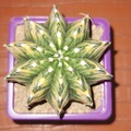 Vente: Magnifiques Cactus Gymnocalycium mohavichii 