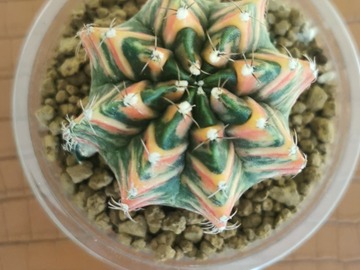 Vente: Magnifiques Cactus Gymnocalycium mohavichii 