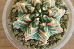 Vente: Magnifiques Cactus Gymnocalycium mohavichii 