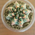 Vente: Magnifiques Cactus Gymnocalycium mohavichii 