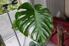 Don: Monstera en terre