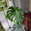 Don: Monstera en terre