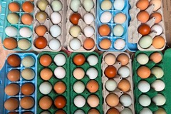 Selling with In-person Payment: Colorful Farm Fresh Eggs