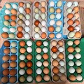 Selling with In-person Payment: Colorful Farm Fresh Eggs