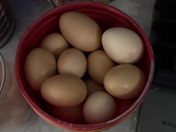 Selling with online payment: Fresh farm chicken eggs
