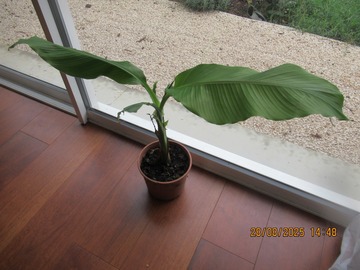 Vente: Bananier 